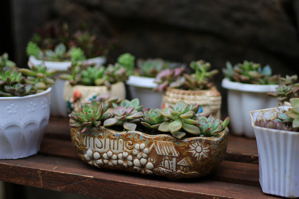 Pots & Planters