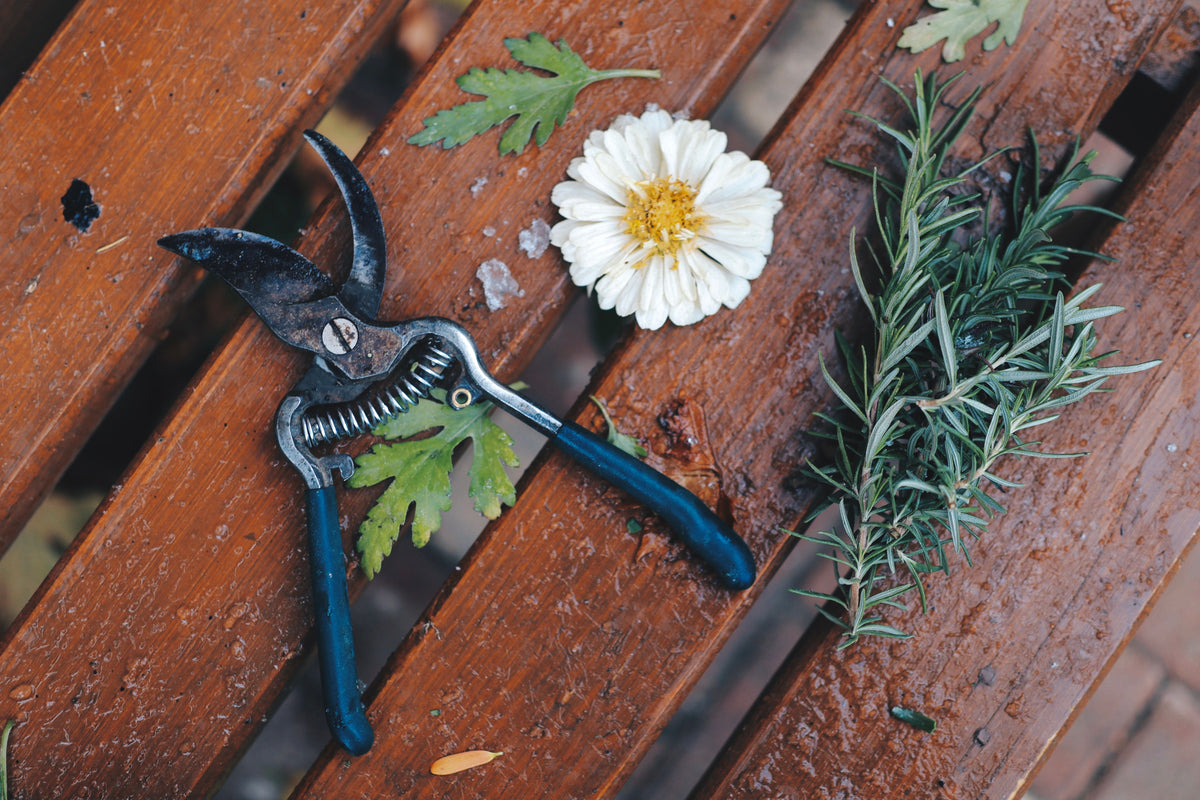 Plant Care & Accessories