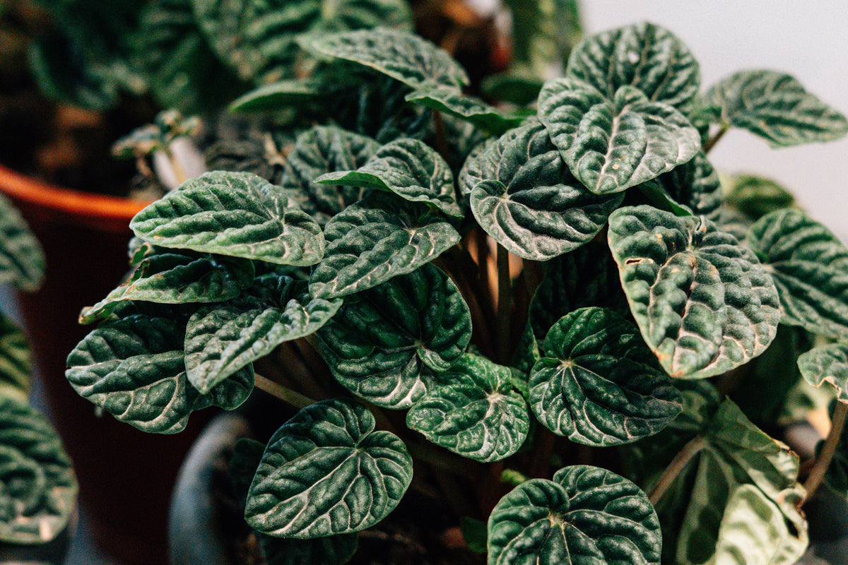 Houseplants